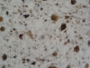 silestone-seleno